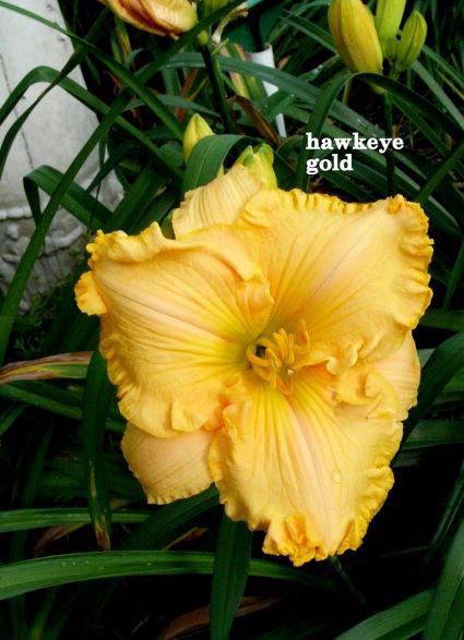 hawkeye gold rs